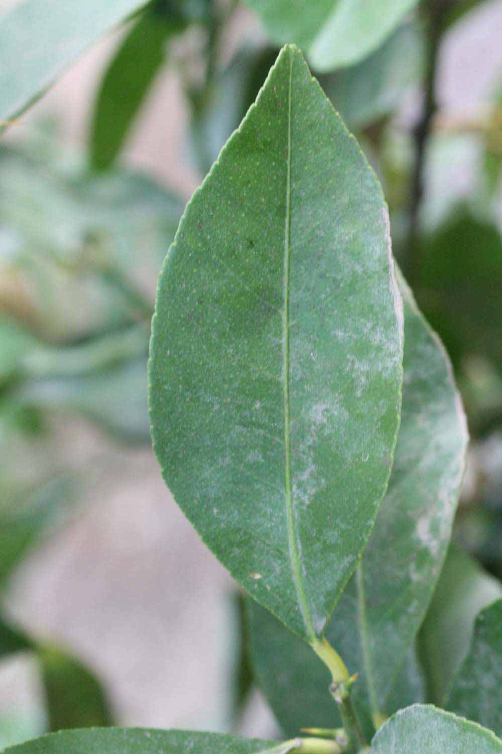              Unifoliolate leaf (Riverside, CA)       